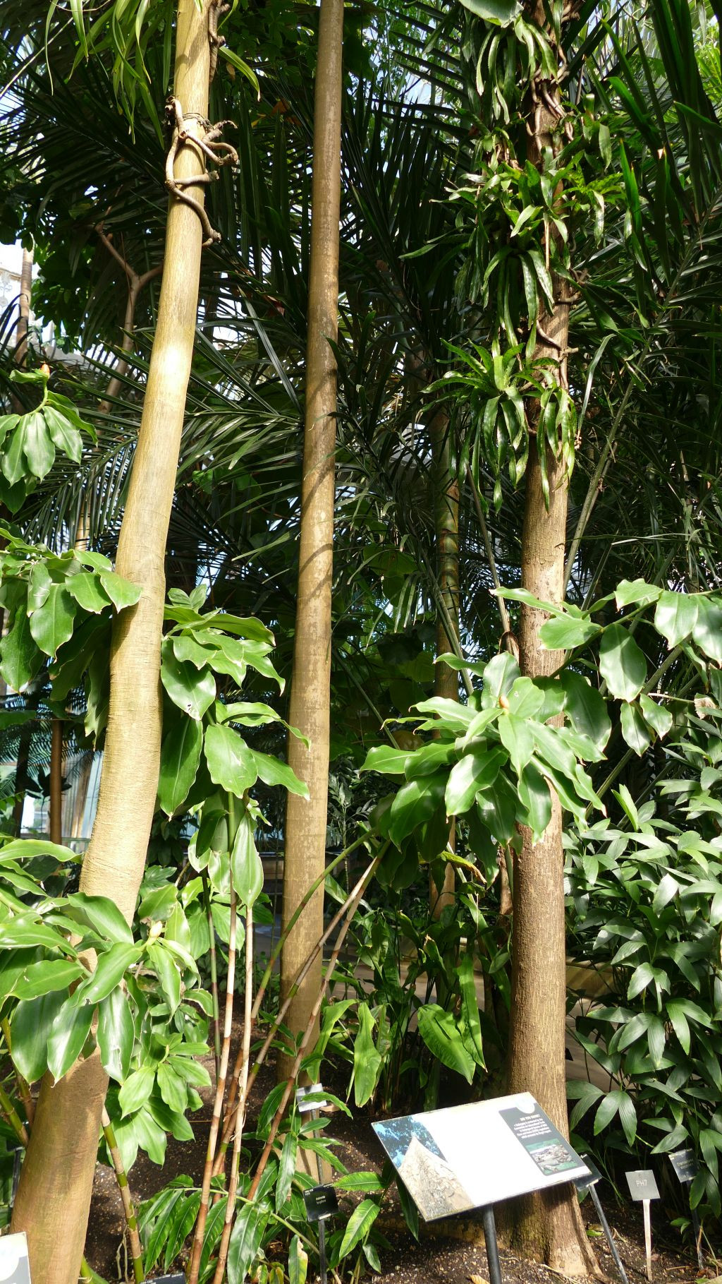 Kew Gardens