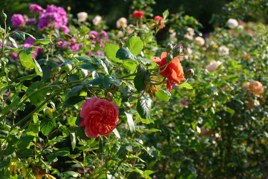Kew Gardens