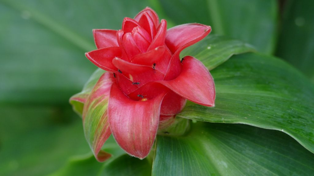 Kew Gardens