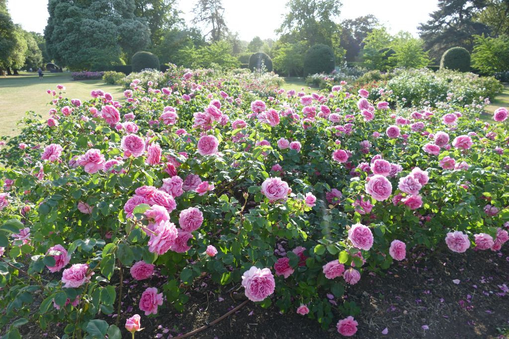 Kew Gardens