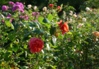 Kew Gardens