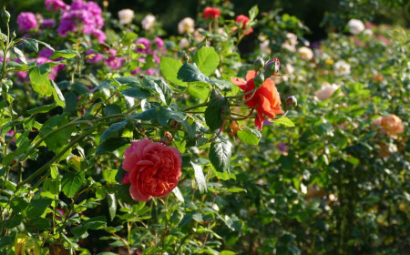 Kew Gardens