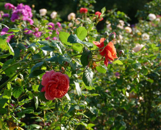 Kew Gardens