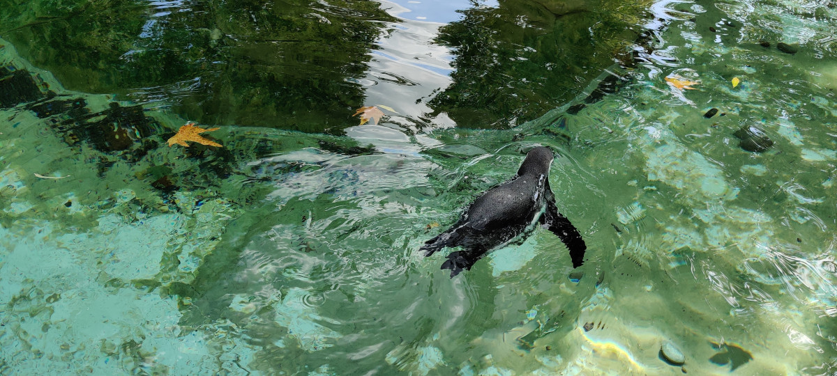 London Zoo