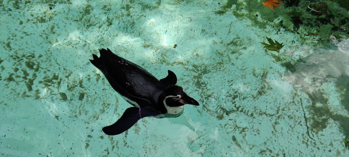 London Zoo