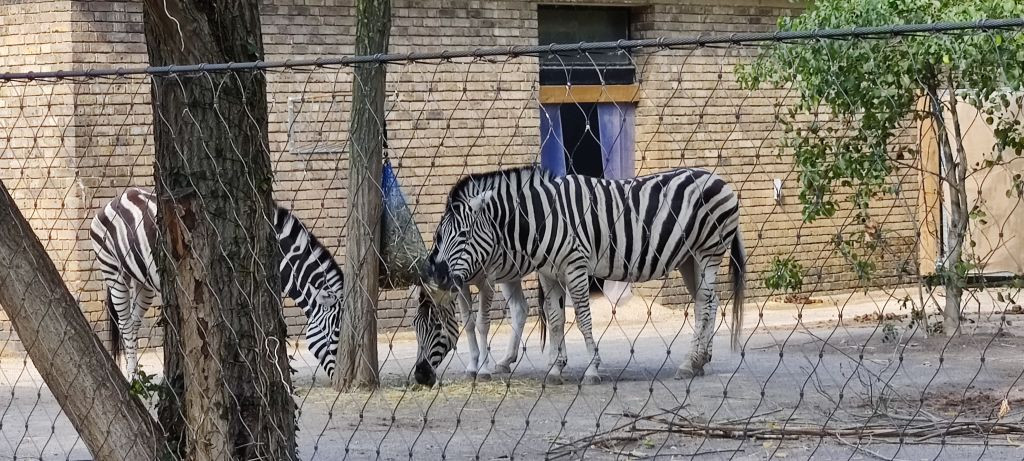 London Zoo
